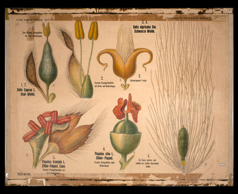 Tafel 09 Salicaceae